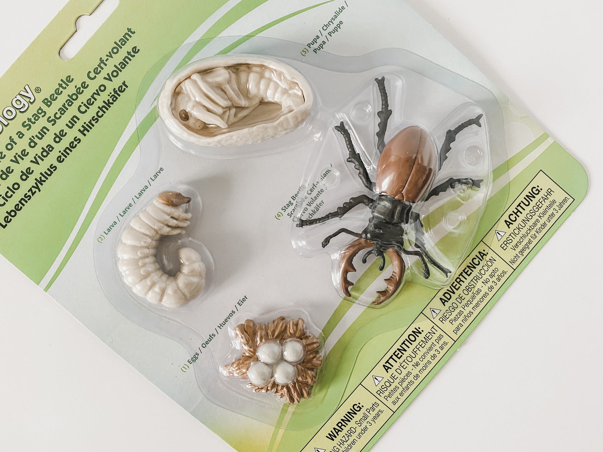 Stag Beetle Life Cycle Figurines
