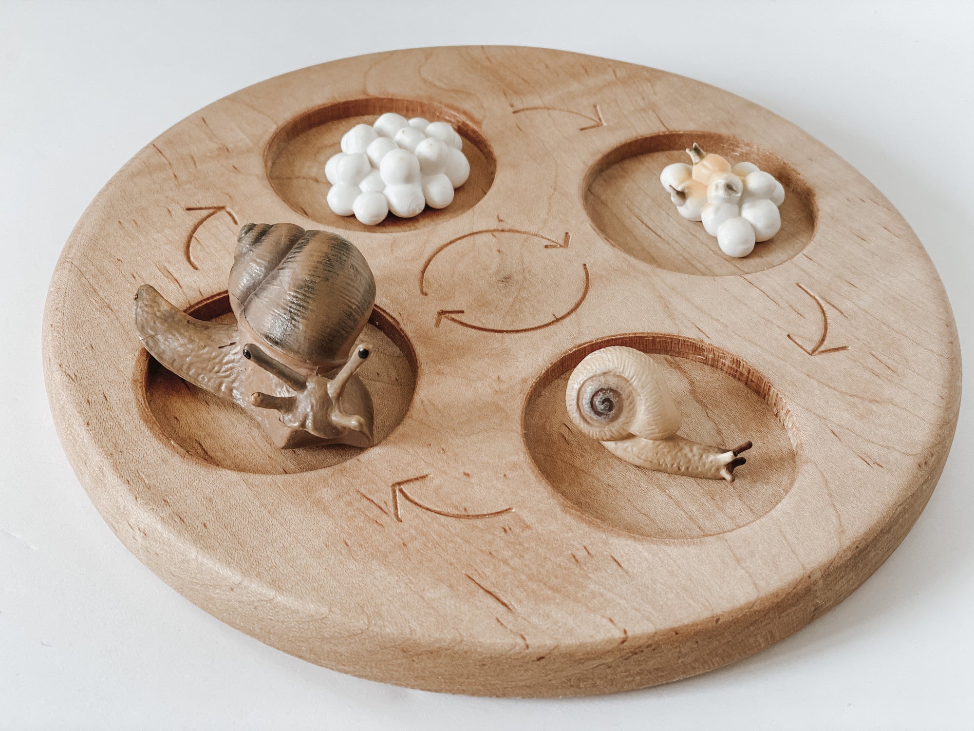 Snail Life Cycle Figurines