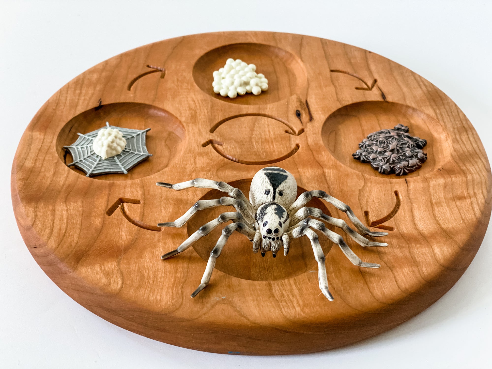 Jumping Spider Life Cycle Figurines