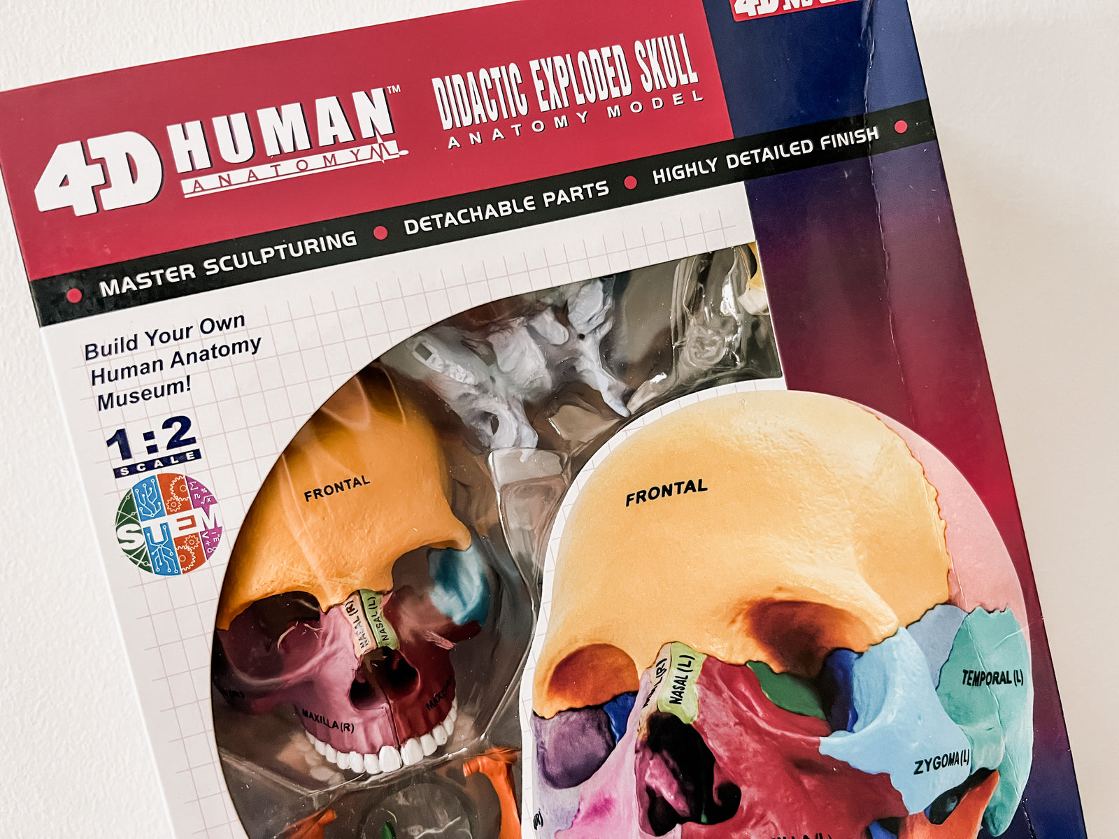 Colorful Didactic Exploded Skull