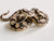 Full Size Boa Constrictor Figurine