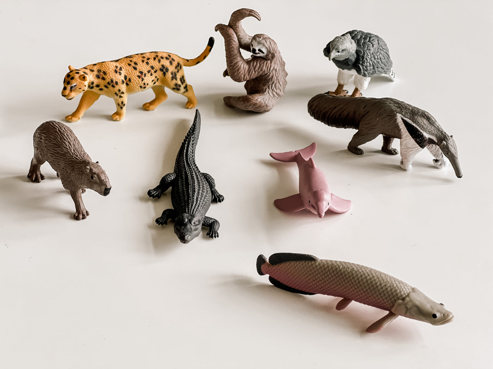 South American Animals TOOB