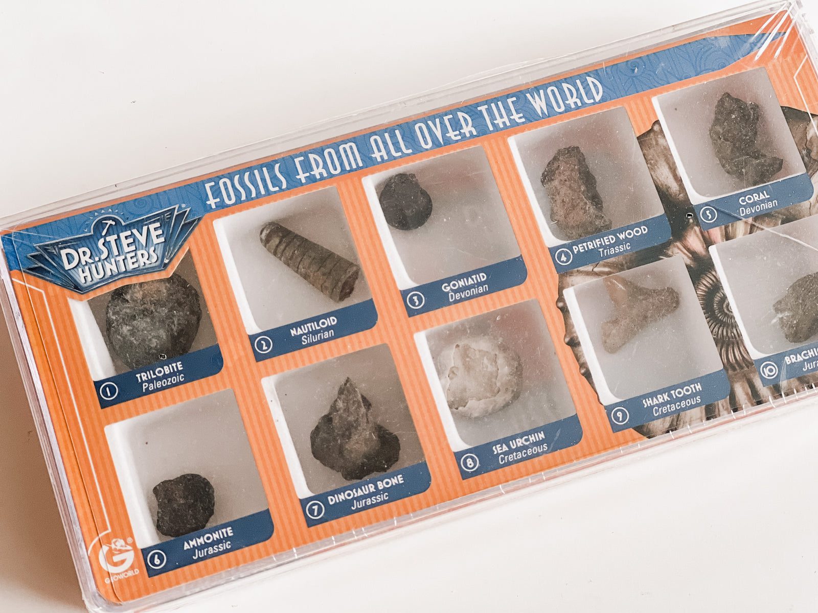 Fossils from Around the World