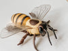 Honeybee Figurine