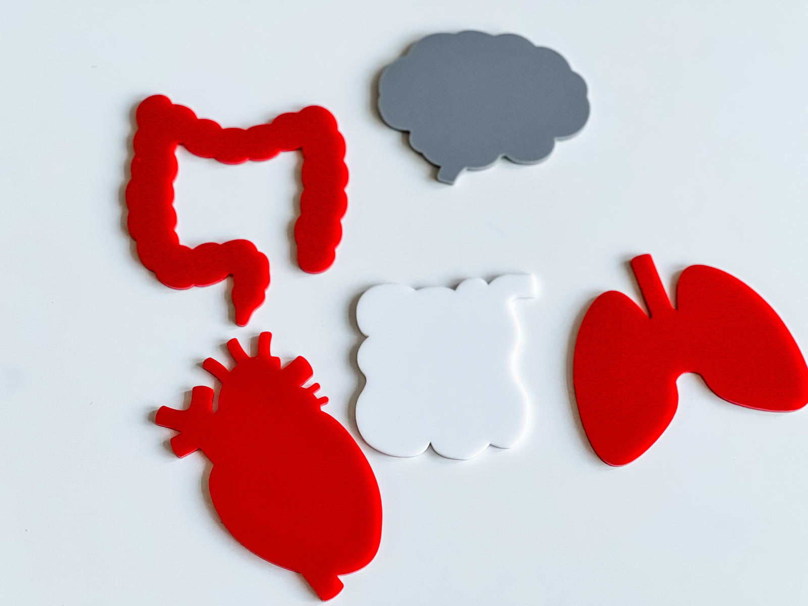 Mini Writables™ (Human Organs Set of 5)