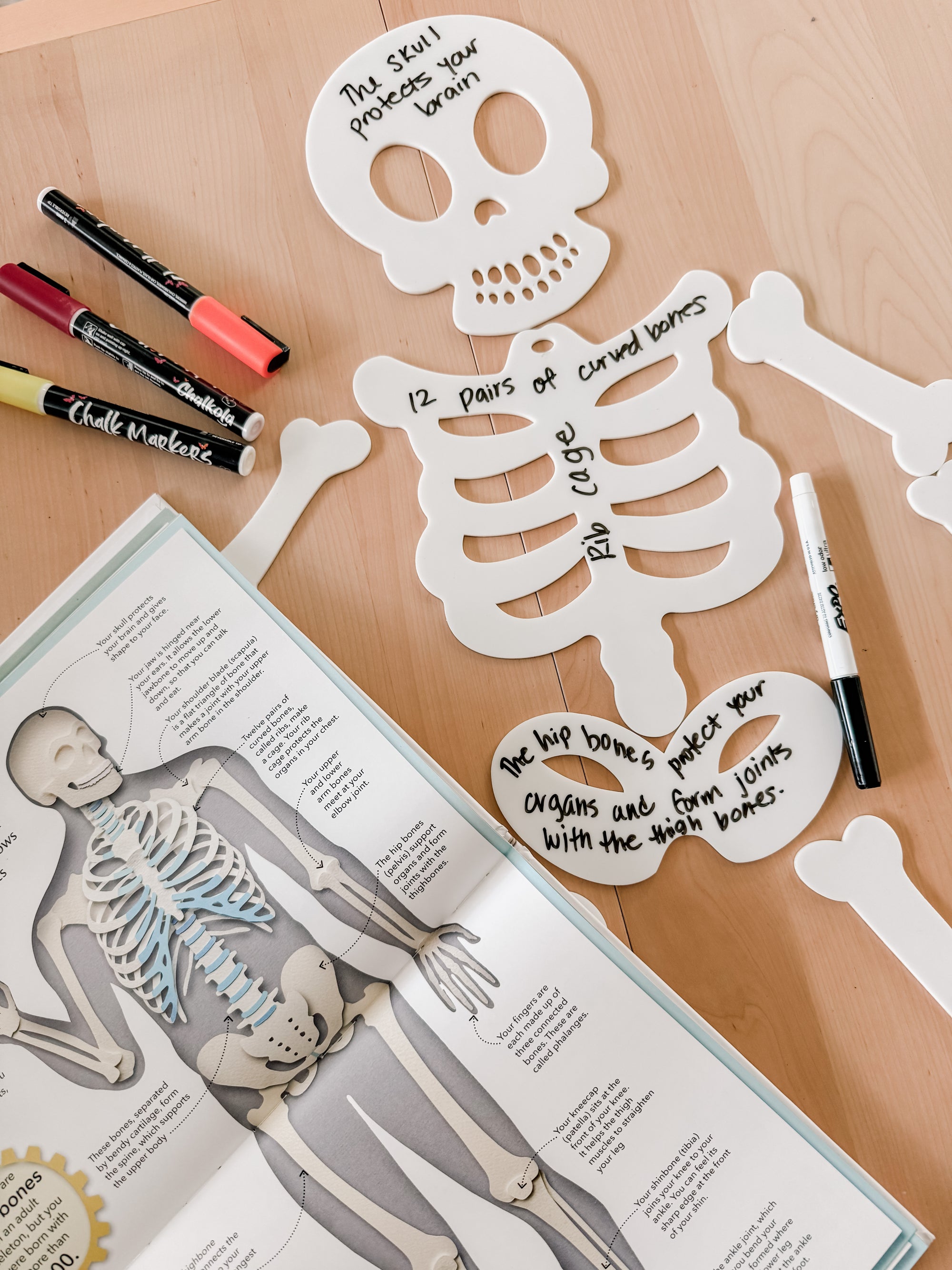 Large Dry Erase Skeleton