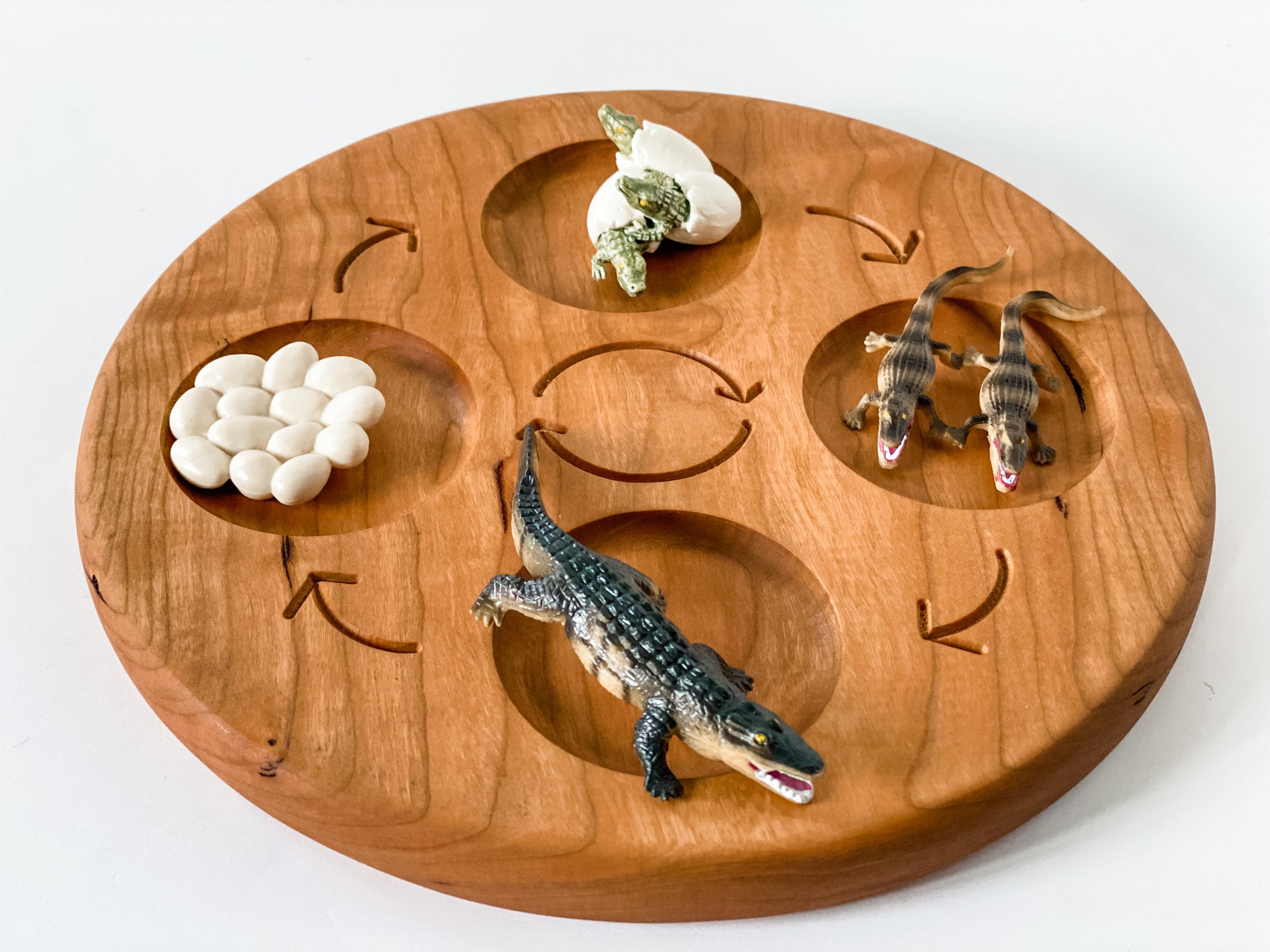 Crocodile Life Cycle Figurines