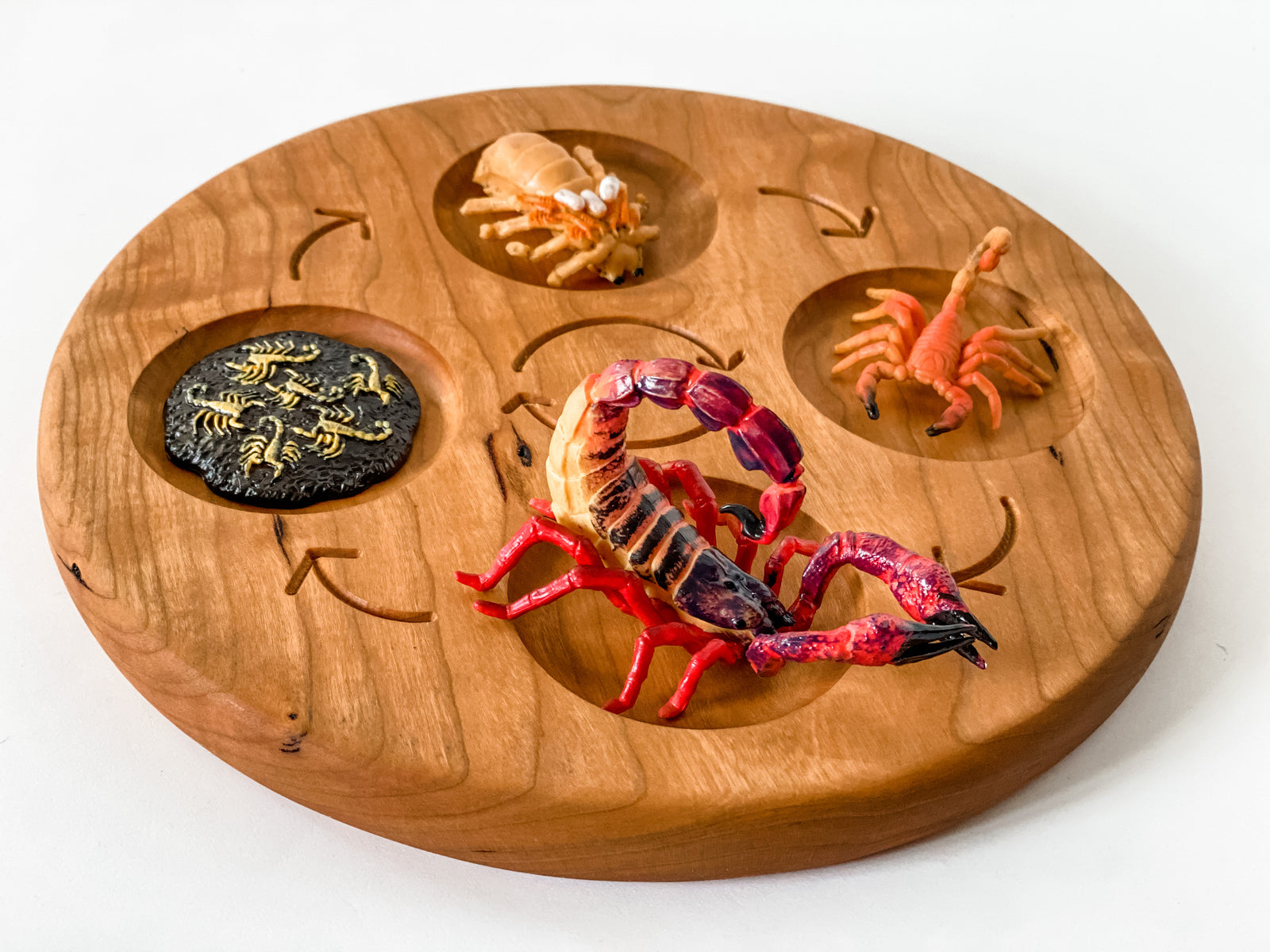 Scorpion Life Cycle Figurines
