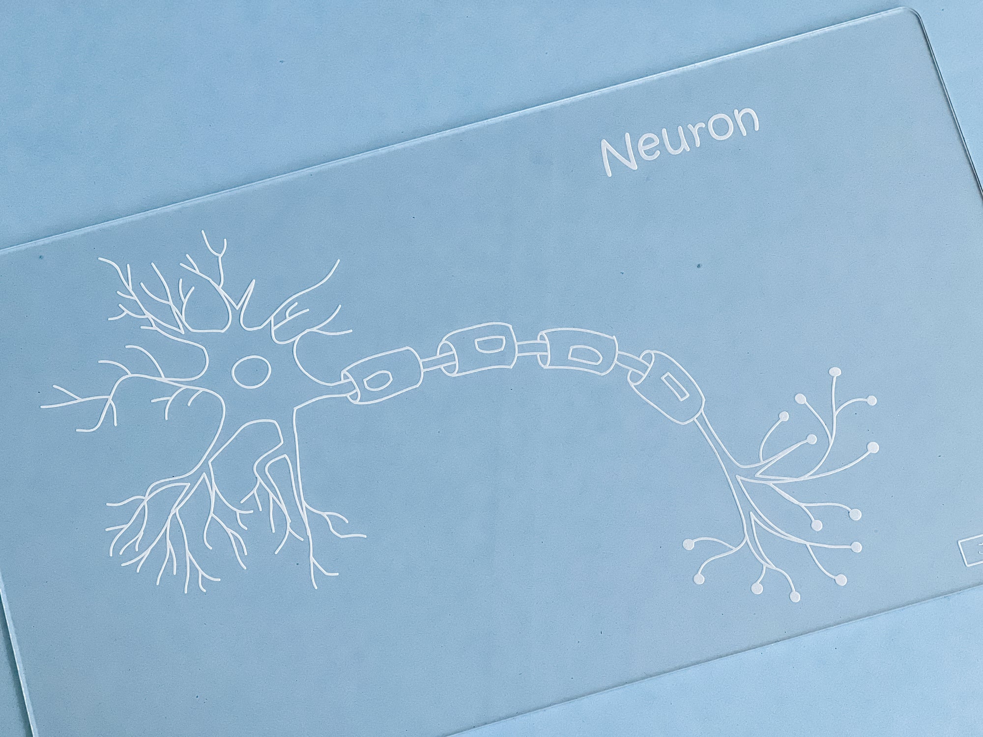 Easy Dry Erase Anatomy Board™ (Neuron)
