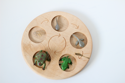 The life cycle of a frog wooden activity board.