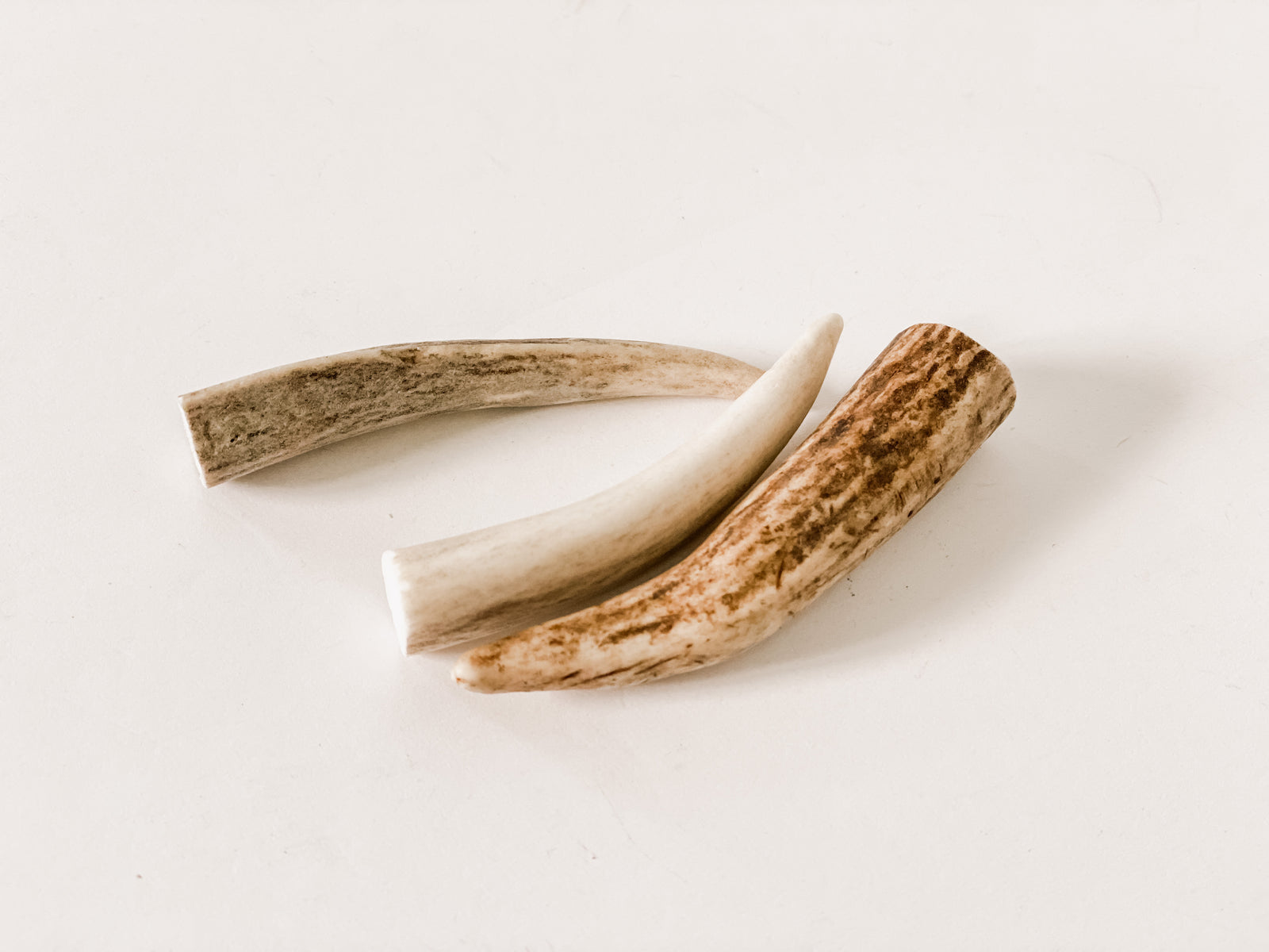 Deer/Elk Antler Pieces (1 piece)