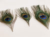 Peacock Feather  (Set of 1)