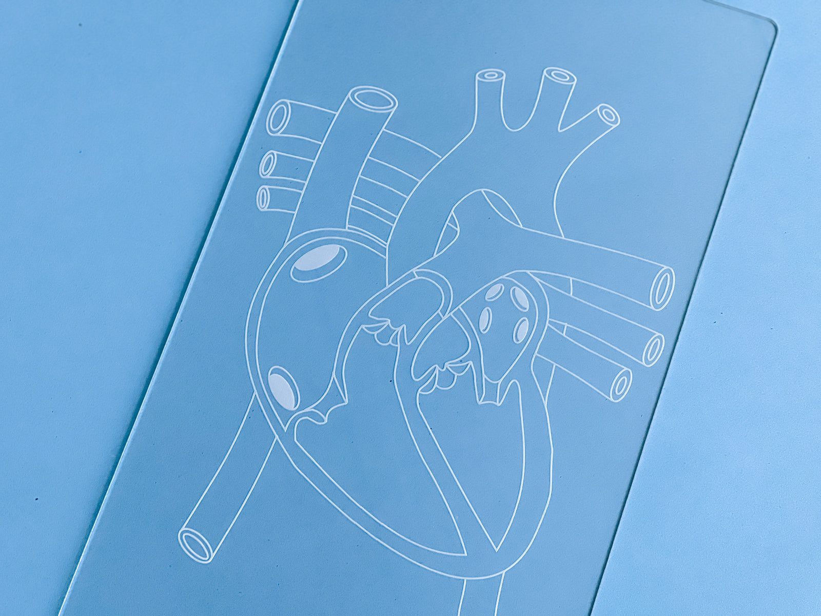 Easy Dry Erase Anatomy Board™ (Heart)