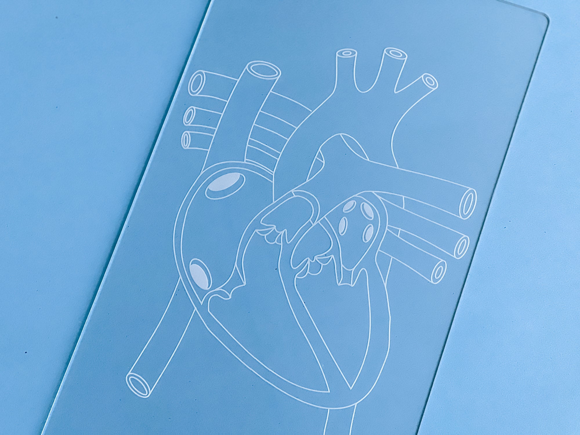 Easy Dry Erase Anatomy Board™ (Heart)
