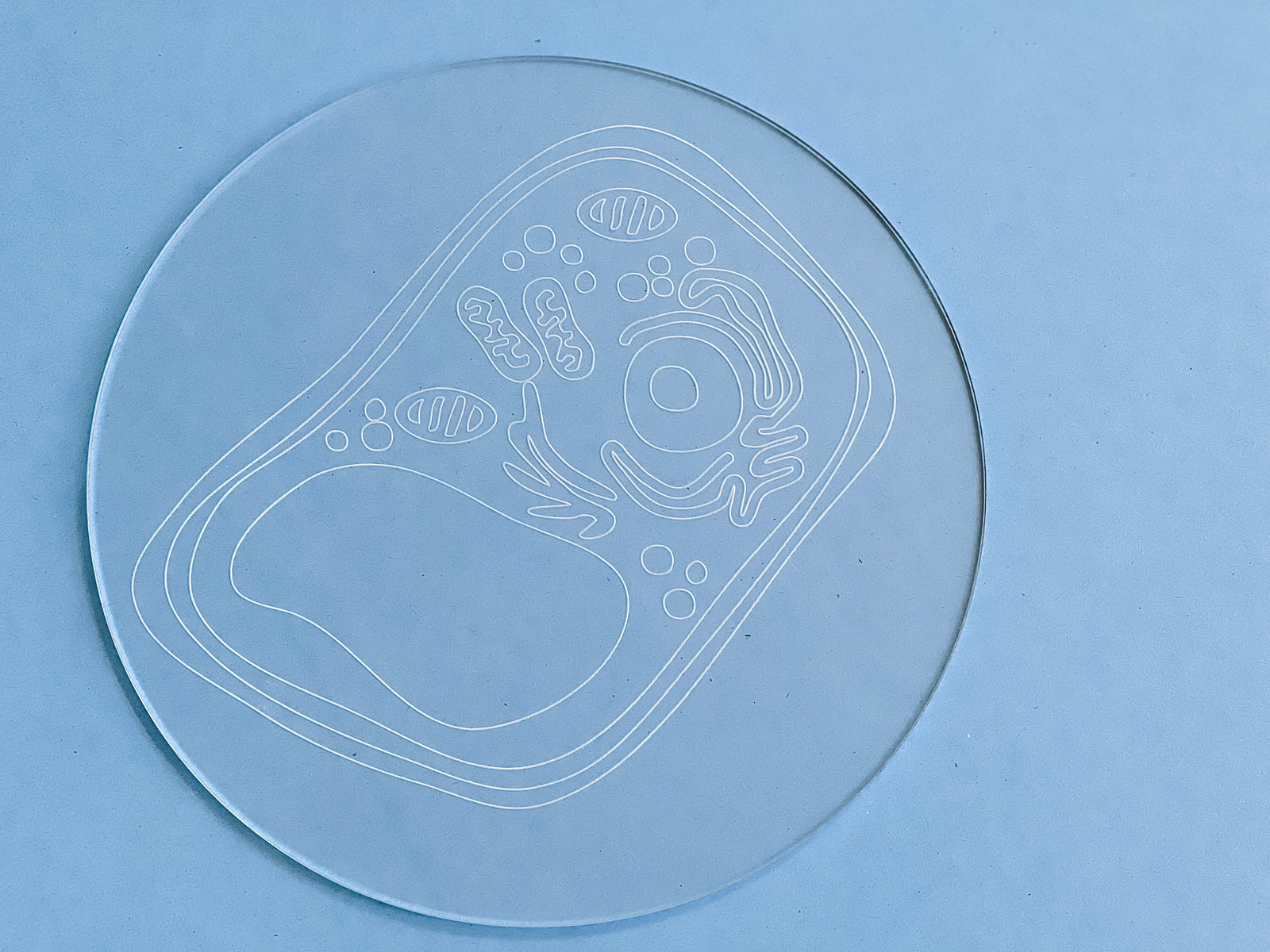 Easy Dry Erase Plant Cell Board™