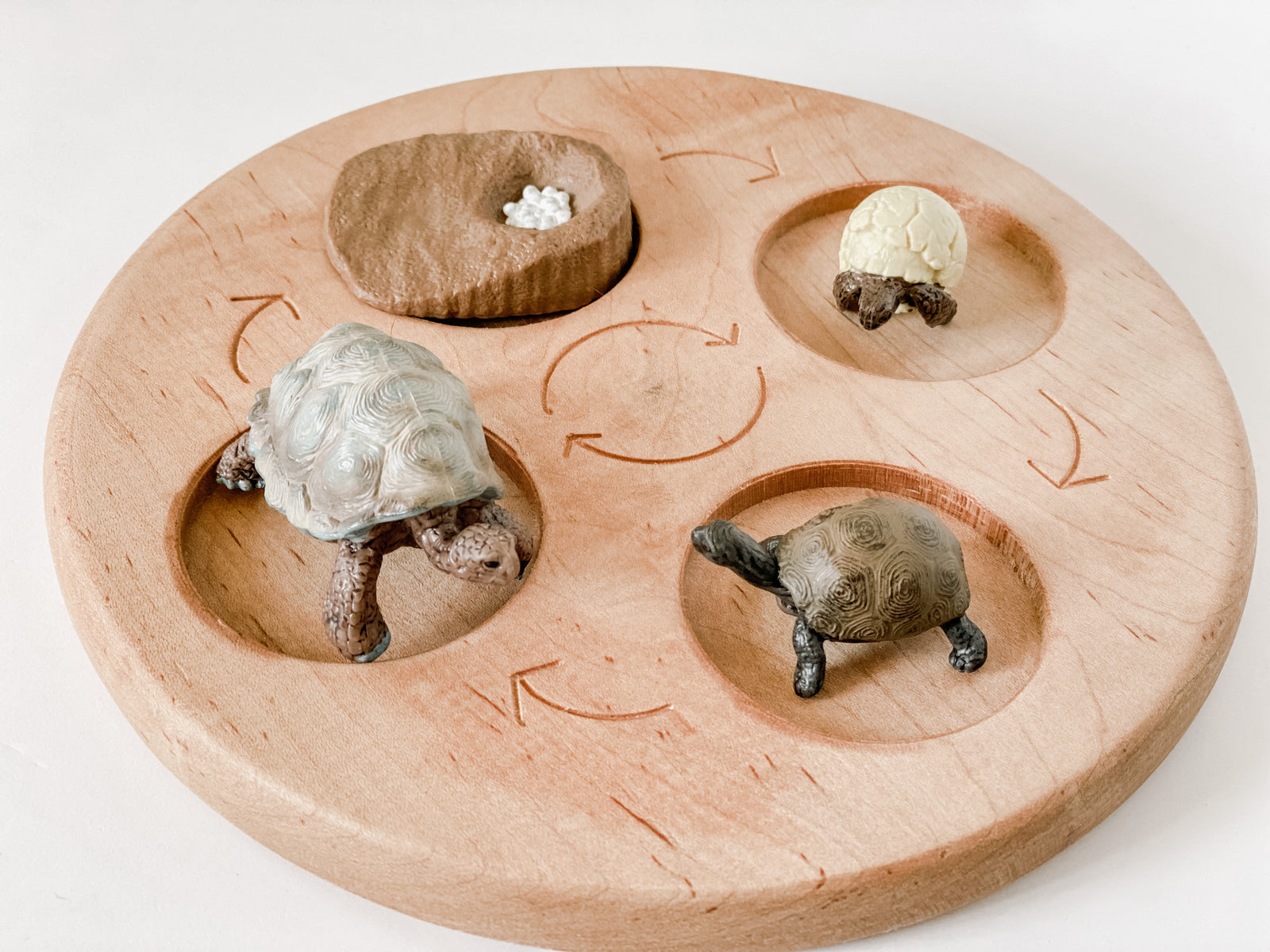 Turtle Life Cycle Figurines