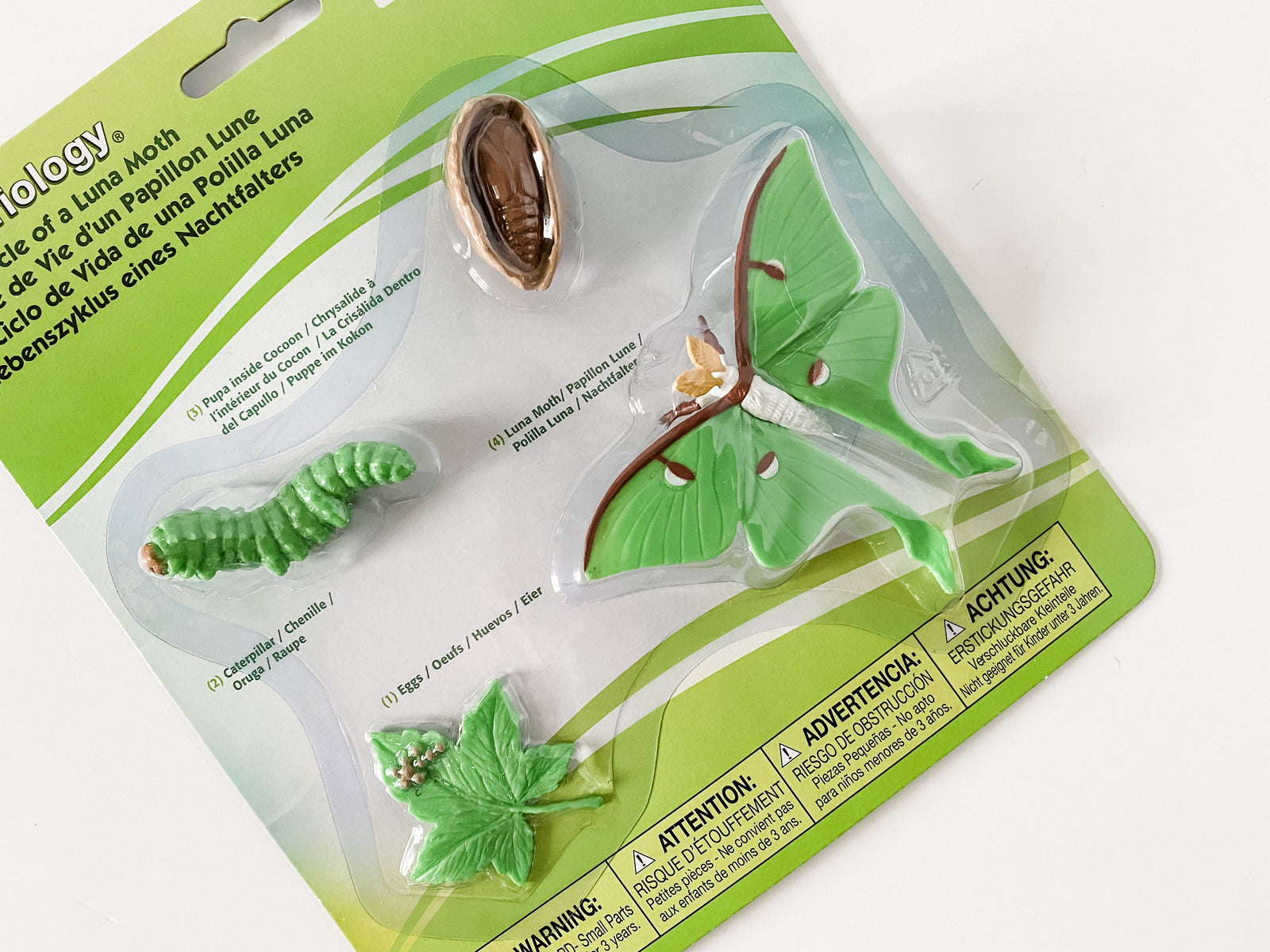 Life Cycle of a Luna Moth