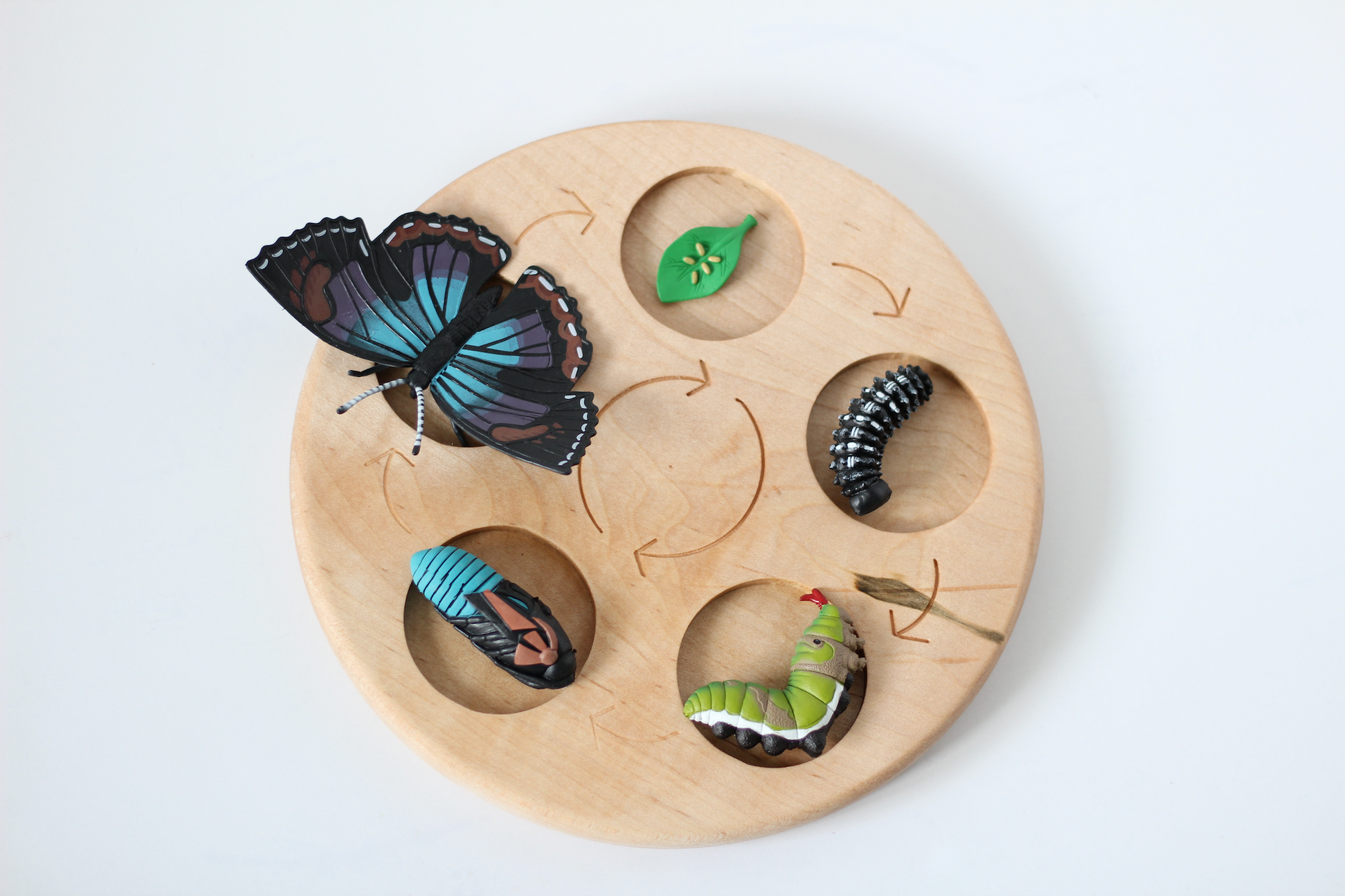 Wooden life cycle board for nature studies. 
