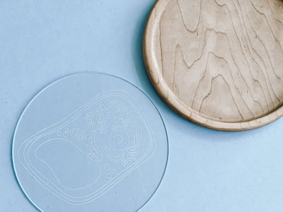 Easy Dry Erase Plant Cell Board™