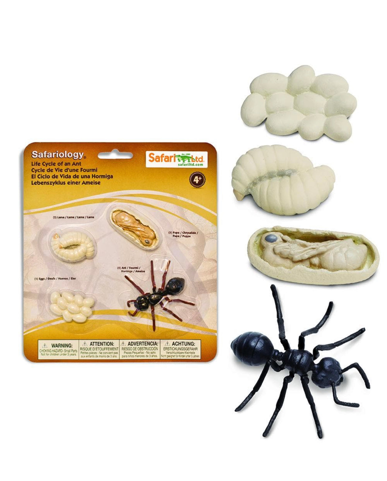 Ant Life Cycle Figurines