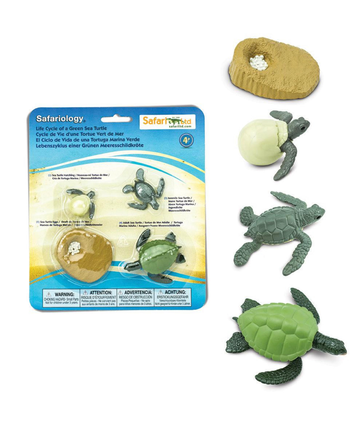 Green Sea Turtle Life Cycle Figurines