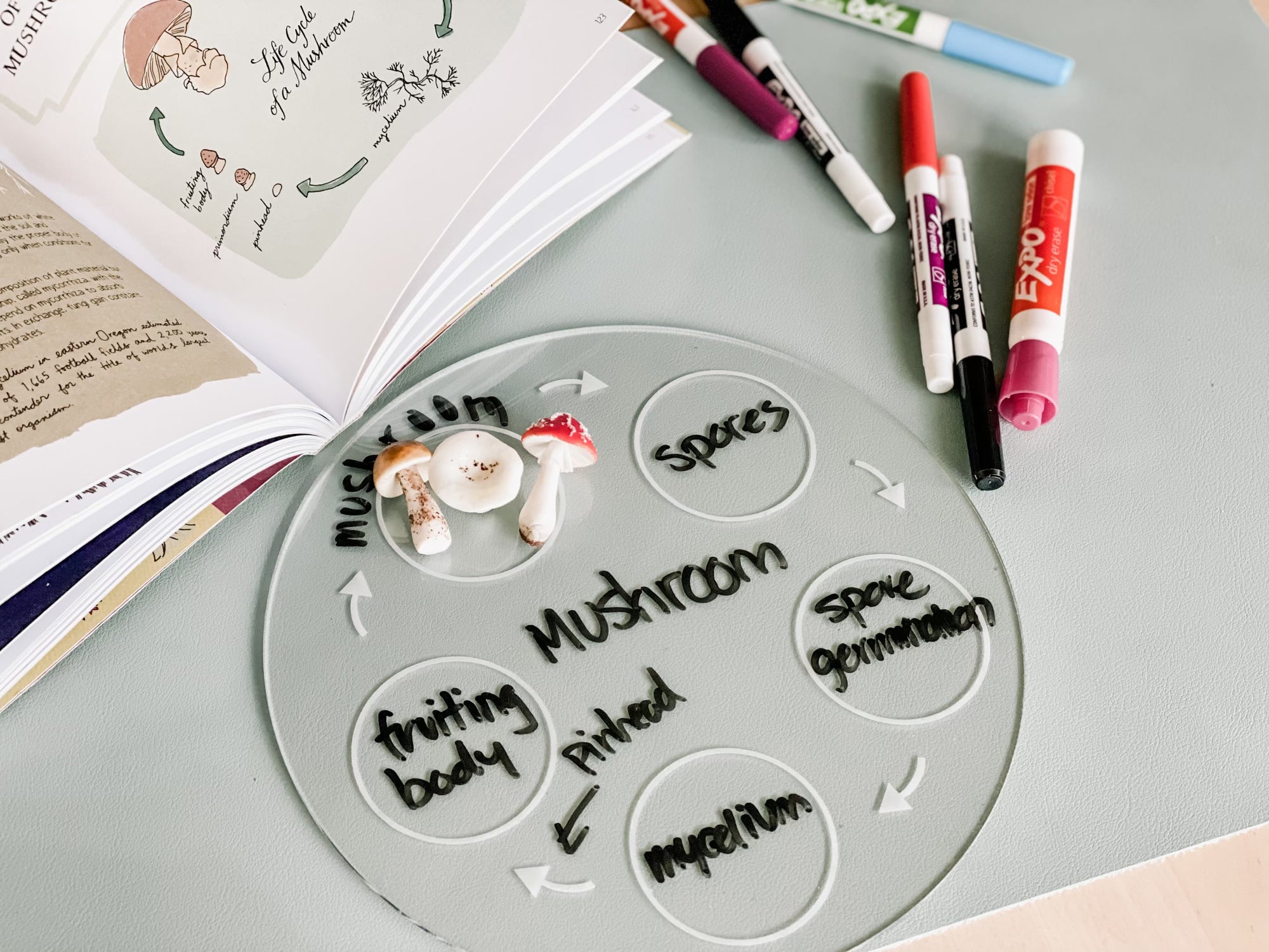Easy Dry Erase Life Cycle Tray™ (5 Cycle)