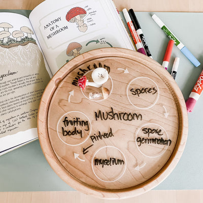 Easy Dry Erase Life Cycle Tray™ (5 Cycle)