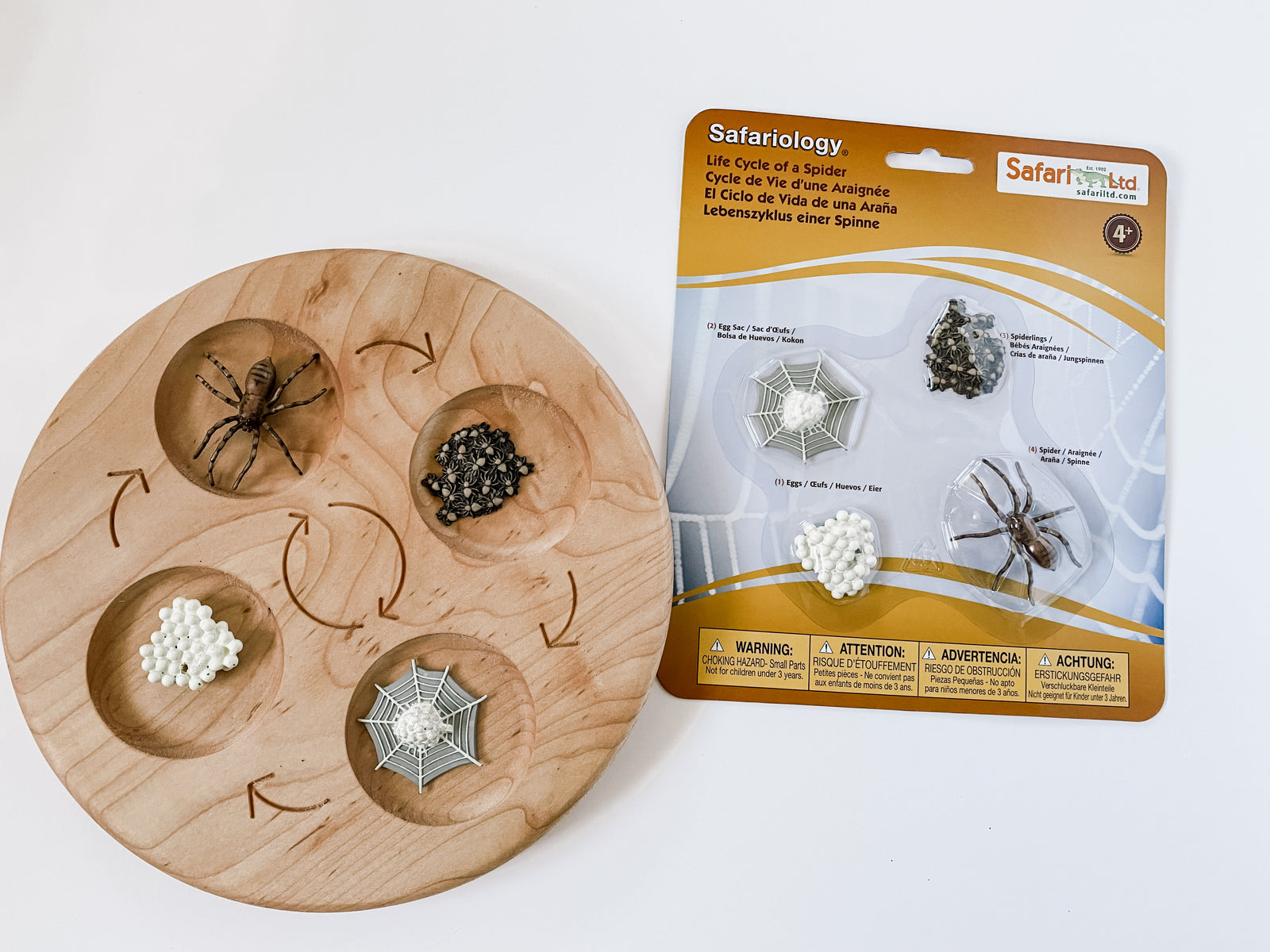 Life Cycle of a Spider